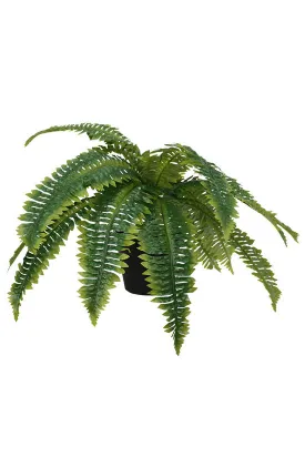 Boston Fern Potted