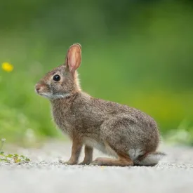 Eastern cottontail rabbit